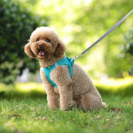 Dog Harness Set with Leash – Adjustable Puppy and Cat Harness, Soft & Breathable