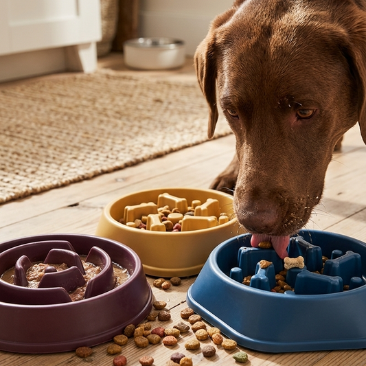 Slow Feeder Bowl for Dogs – Curved Pattern Design Against Fast Eating, 3 Colours